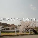 阪急仁川駅近くで根性桜？を愛でる【西宮市】