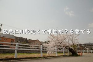 阪急仁川駅近くで根性桜？を愛でる【西宮市】