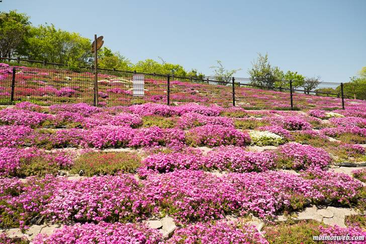 芝桜