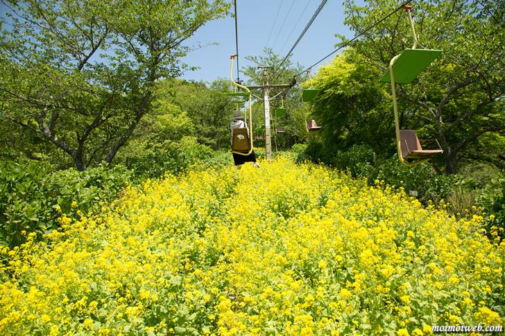 妙見の森リフトから見る菜の花