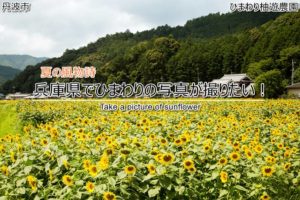 兵庫県でひまわりの写真を撮る!ひまわり柚遊農園に行くなら平日がオススメ