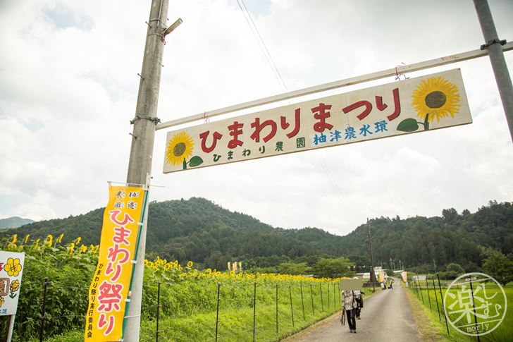 兵庫県でひまわりの写真を撮る！ひまわり柚遊農園に行くなら平日がオススメ