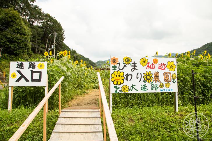 兵庫県でひまわりの写真を撮る！ひまわり柚遊農園に行くなら平日がオススメ