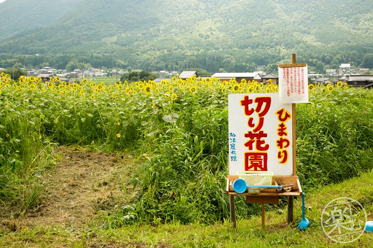 兵庫県でひまわりの写真を撮る！ひまわり柚遊農園に行くなら平日がオススメ