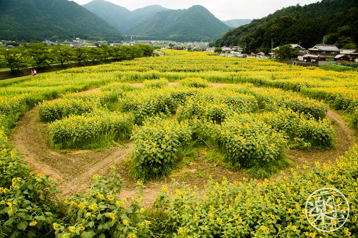 兵庫県でひまわりの写真を撮る！ひまわり柚遊農園に行くなら平日がオススメ