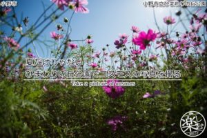 夏だけじゃない!ひまわりの丘公園でコスモス(秋桜)の写真を撮る