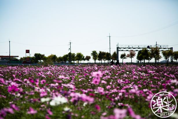 夏だけじゃない ひまわりの丘公園でコスモス 秋桜 の写真を撮る 小野市 誰がために君は撮る