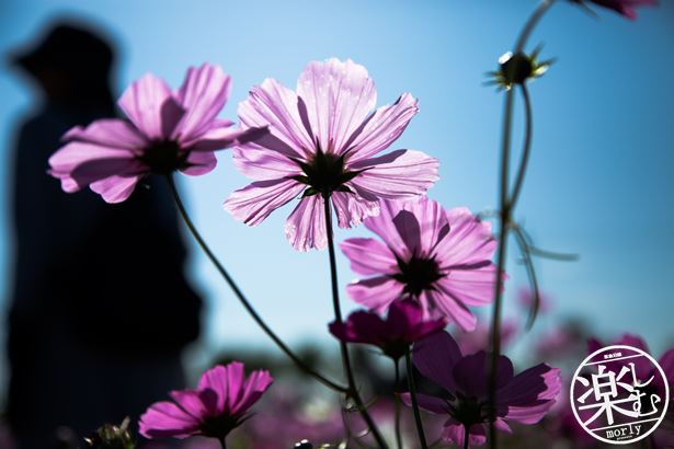 夏だけじゃない！ひまわりの丘公園でコスモス(秋桜)の写真を撮る