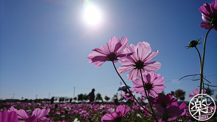 夏だけじゃない！ひまわりの丘公園でコスモス(秋桜)の写真を撮る