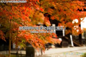 京都岡崎の紅葉を優雅に巡る!思い出に御朱印をそえて。