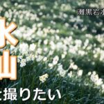 絶景スポット!灘黒岩水仙郷で水仙の写真を撮りたい(淡路)