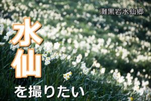 絶景スポット!灘黒岩水仙郷で水仙の写真を撮りたい(淡路)