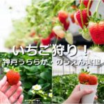 三木で高級いちご狩り!神戸うららか・のうえん実里に行ってきた